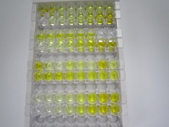 ELISA Kit for Coagulation Factor X (F10)