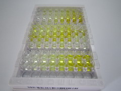 ELISA Kit for Clara Cell Protein 16 (CC16)