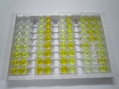 ELISA Kit for Heat Shock Protein 70 (HSP70)