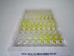 ELISA Kit for Angiotensin II Receptor 2 (AGTR2)