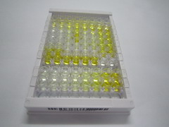 ELISA Kit for Glutathione S Transferase Pi (GSTp)