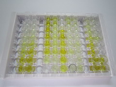 ELISA Kit for ATP Binding Cassette Transporter A1 (ABCA1)