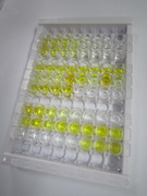 ELISA Kit for Alkaline Phosphatase (ALP)