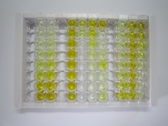 ELISA Kit for Secondary Lymphoid Tissue Chemokine (SLC)