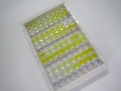 ELISA Kit for Caspase 1 (CASP1)