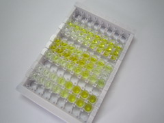 ELISA Kit for B-Cell Activating Factor (BAFF)