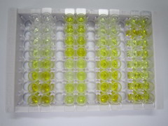 ELISA Kit for Interleukin 17B (IL17B)