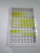 ELISA Kit for Regenerating Islet Derived Protein 1 Alpha (REG1a)