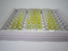 ELISA Kit for Fibroblast Growth Factor Receptor 3 (FGFR3)