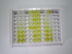 ELISA Kit for Nuclear Factor Kappa B (NFkB)