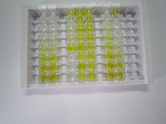 ELISA Kit for Netrin 1 (Ntn1)