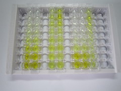 ELISA Kit for Netrin 4 (Ntn4)