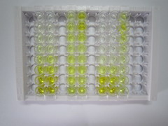 ELISA Kit for Vinculin (VCL)