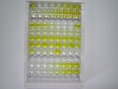 ELISA Kit for Cluster Of Differentiation 83 (CD83)