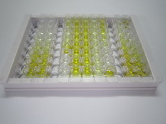 ELISA Kit for Lactate Dehydrogenase (LDH)