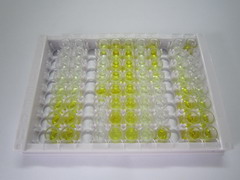 ELISA Kit for Receptor Tyrosine Protein Kinase erbB-2 (ErbB2)