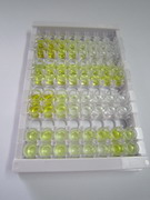 ELISA Kit for Coagulation Factor VII (F7)