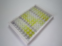 ELISA Kit for Insulin Degrading Enzyme (IDE)