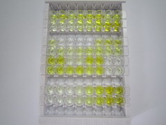 ELISA Kit for Ficolin 2 (FCN2)