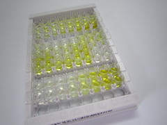 ELISA Kit for Aggrecan (AGC)