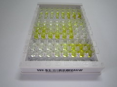 ELISA Kit for Aggrecan (AGC)