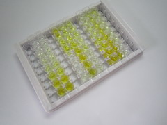 ELISA Kit for Epiregulin (EREG)