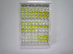 ELISA Kit for Toll Like Receptor 7 (TLR7)