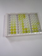 ELISA Kit for Glutathione S Transferase Alpha 2 (GSTa2)