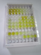 ELISA Kit for Protein S (PROS)