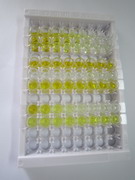 ELISA Kit for Interleukin 8 Receptor Beta (IL8Rb)