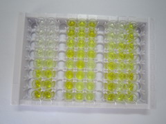 ELISA Kit for Glucose Transporter 4 (GLUT4)