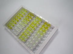 ELISA Kit for Growth Differentiation Factor 15 (GDF15)