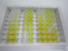 ELISA Kit for Interleukin 24 (IL24)