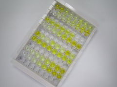 ELISA Kit for Laminin Alpha 5 (LAMa5)