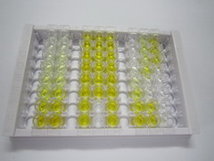 ELISA Kit for Laminin Beta 3 (LAMb3)