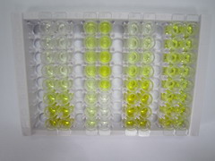 ELISA Kit for Cerberus (CER)