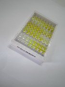 ELISA Kit for E1A Binding Protein P300 (EP300)