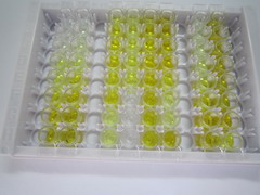 ELISA Kit for Exportin 1 (XPO1)