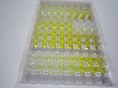 ELISA Kit for Tight Junction Protein 1 (TJP1)