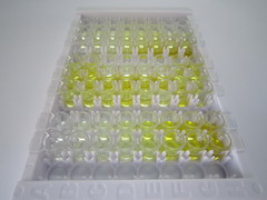 ELISA Kit for 11-Beta-Hydroxysteroid Dehydrogenase Type 1 (HSD11b1)