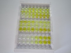 ELISA Kit for Aromatase (ARO)