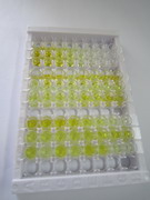 ELISA Kit for Bcl2 Associated Athanogene 3 (BAG3)