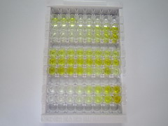 ELISA Kit for Creatine Kinase, Mitochondrial 2, Sarcomeric (CKMT2)