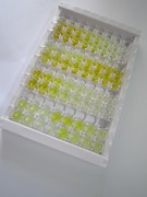 ELISA Kit for Death Associated Protein Kinase 1 (DAPK1)