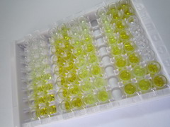 ELISA Kit for Glyoxalase I (GLO1)