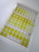 ELISA Kit for Glucocerebrosidase (GBA)