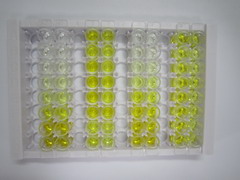 ELISA Kit for Norepinephrine Transporter (NET)