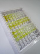 ELISA Kit for Secreted Frizzled Related Protein 5 (SFRP5)