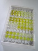 ELISA Kit for Sortilin 1 (SORT1)