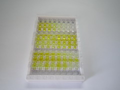 ELISA Kit for Fibroblast Growth Factor 3 (FGF3)